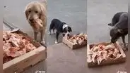 Joven quiere ayudar a perros callejeros y coloca una caja con comida para que se alimenten
