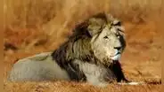 ¿Qué significa soñar con leones? Conoce por qué esto ocurre