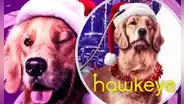 Hawkeye, estreno: ¿qué le pasó en el ojo al tierno Lucky, el perro Pizza?