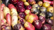 Papa peruana: conoce cuáles son las variedades más usadas en las cocinas del Perú