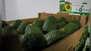Tipos de palta: conoce las variedades de este fruto y cuáles se cultivan en el Perú