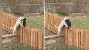 Perro corre hacia la valla de su hogar para abrazar a su mejor amigo 