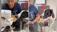Perrito ‘triste’ conmueve a miles al pedir a su dueña que cosa el peluche que rompió