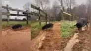 Perrito ‘construye canales’ para que no se estanque el agua que su dueño usa al regar