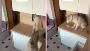 Mujer revisa la cámara escondida y descubre lo que hace su perro en su ausencia