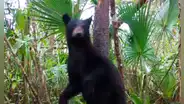 Cámara escondida capta momento en que oso aprovecha la lluvia para darse un baño