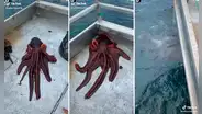 Captan a pulpo escapando por un pequeño agujero de una embarcación