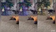 Mujer coloca papel de aluminio en la base de su árbol navideño para ahuyentar al gato
