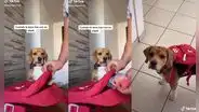 Joven muestra cómo alista a su perrito para que se quede en casa de su otro dueño