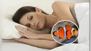 ¿Qué significa soñar con peces? ¿Tendrá un significado especial?