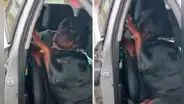 Perrito se niega a ir en el asiento delantero para ponerse junto a su dueño y viajar cómodo
