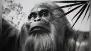 Gigantopithecus, el pariente de los humanos que medía tres metros y se extinguió por el clima