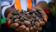 En 15% incrementaron las búsquedas online de cocoa y cacao respecto al año 2019