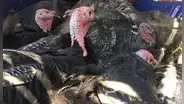 Senasa dispone vacunación de pavos de engorde ante incremento de casos de influenza aviar