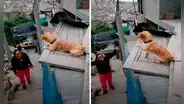 Perrito se emociona cuando su ‘mamá' llega a casa y la recibe con emotiva bienvenida