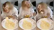 Cautivador monito come de una manera muy educada y sorprende las redes