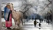 La fibra de alpaca peruana llega por primera vez a Dinamarca: competirá con la lana de Noruega