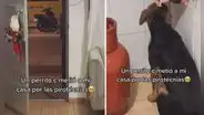 Perro callejero se refugia en una casa al huir de la pirotecnia durante Navidad