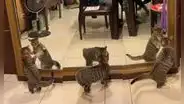 Gatito piensa que su reflejo es otro animal de su misma especie e intenta jugar con él