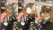 Gatito se pone ‘celoso’ y da una bofetada a su compañero porque su dueña le ofreció una galleta