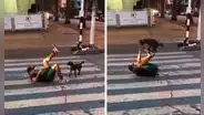 Perro apoya a su dueño en sus horas de trabajo y ambos arman un espectáculo en la calle 