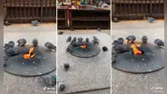 Palomas se reúnen alrededor de una fogata para calentarse ante el intenso frío