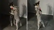 Perritos se paran en dos patas y muestran sus divertidos pasos de baile 