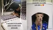Pareja construye una casa acústica para que su perro no se estrese por la pirotecnia