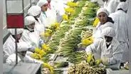 Aporte de agroexportadoras a EsSalud volverá a ser 6% desde el 1 de enero de 2024