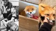 Conoce cómo un científico ruso experimentó con zorros hasta domesticarlos