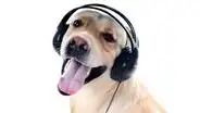 Descubren que el cerebro de los perros puede distinguir los idiomas