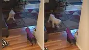 Gatito con disfraz de araña espanta a su ‘amigo’ canino y escena hace reír a usuarios