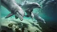 Los delfines hembra tienen un gran clítoris que les permite sentir placer
