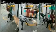 Perrito coge del chaleco a su ‘amigo’ para prevenir una pelea con otro can de la calle