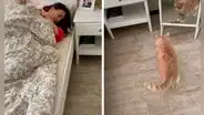 Felino lleva su plato a la habitación de su cuidadora y la golpea para que despierte a atenderlo