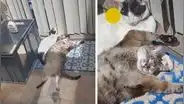 La curiosa postura de un gatito para tomar el sol divierte a miles en las redes