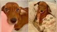 Perrito sorprende a miles por la peculiar rutina que tiene antes de irse a descansar 