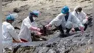 Derrame en Ventanilla: Repsol deberá entregar cronograma para limpieza de petróleo