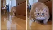 Gatito nota que sus dueños instalaron una cámara escondida y deja de hacer travesuras