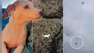 Rescatistas usan una salchicha y un dron para evitar que un perro se ahogue
