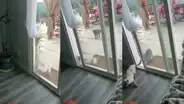 Gatito abre la puerta de su casa para que su ‘amigo’ ingrese y escena sorprende a miles