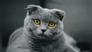 Estudio afirma que los cerebros de los gatos domésticos se han encogido