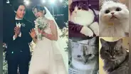 Park Shin Hye se casó con Choi Tae Joon y ahora sus gatos viven juntos como familia