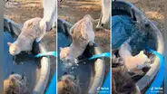 Caballo ve a un indefenso gato tomando agua en el borde de una tina y decide empujarlo