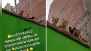 Joven da alimento a gatitos de la calle y felinos retornan a su casa con más amigos
