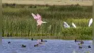 Humedales del río Acarí en proyecto turístico