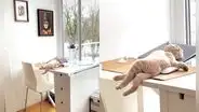 Joven muestra la singular pose que realiza su gato al momento de dormir