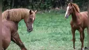 ¿Cuáles son los significados de soñar con caballos?
