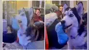 Perrita descubre la casa de sus sueños en un comercial de televisión y queda encantada