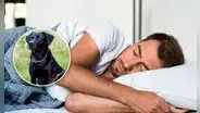¿Qué advertencia tiene si sueño con un perro de color negro?